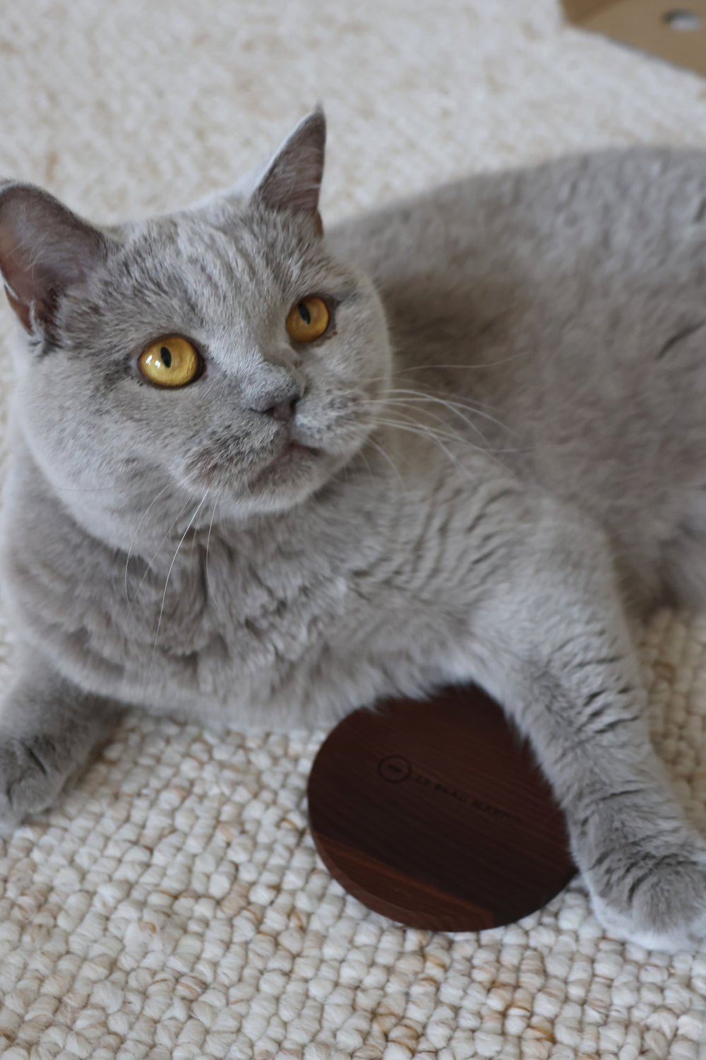 Chat gris sur un plaid, la patte posée sur un dessous de mug en frêne thermotraité