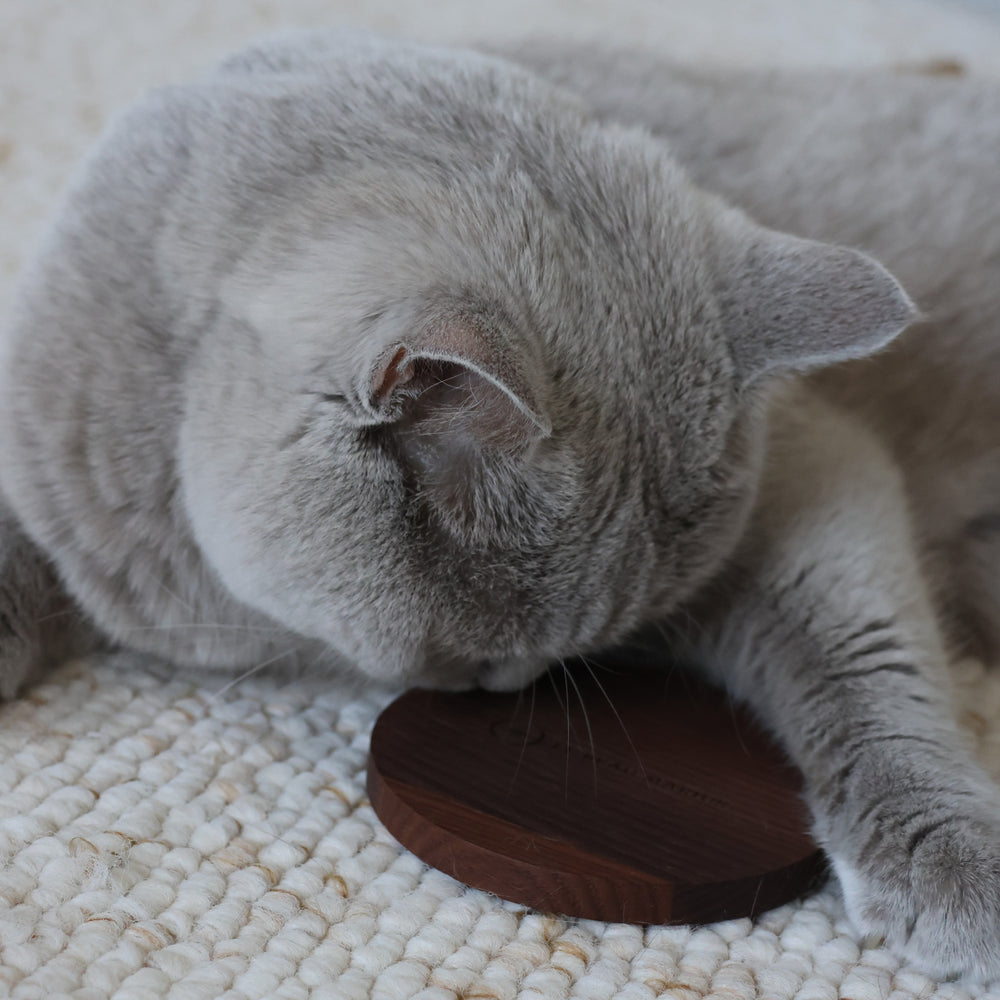 Chat gris allongé près d'un dessous de mug en frêne thermotraité Le Beau Marius